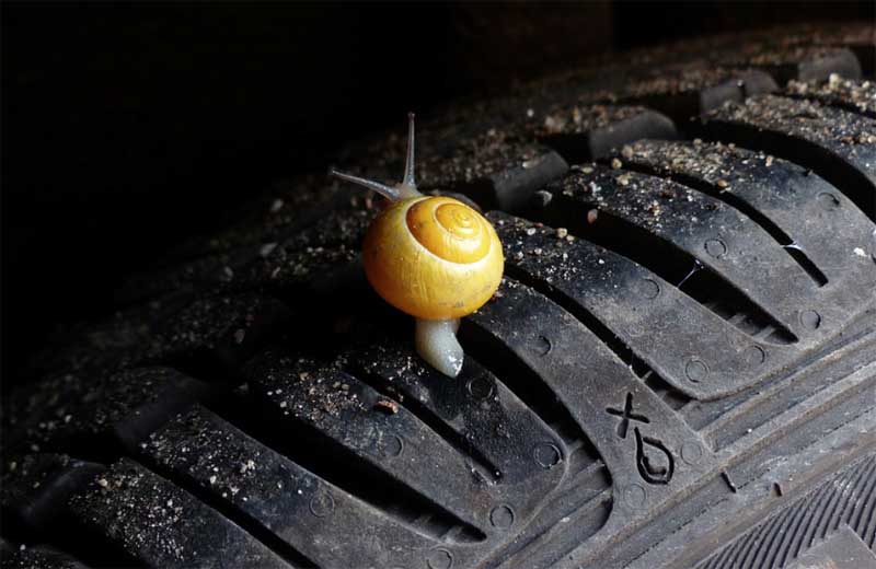 Yellow snail on tire