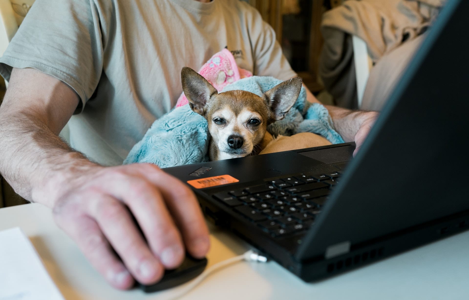 Dog sits on lap of man on computer
